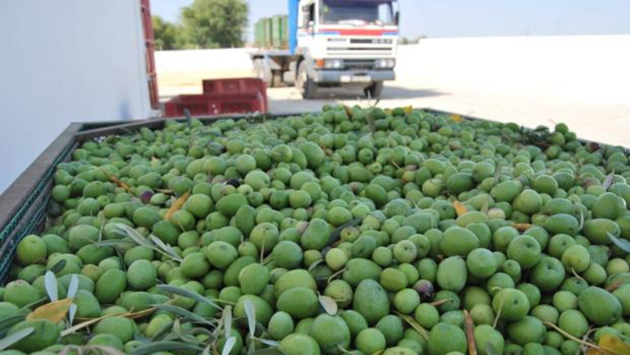 Aceitunas de verdeo antes de su entrada en la entamadora