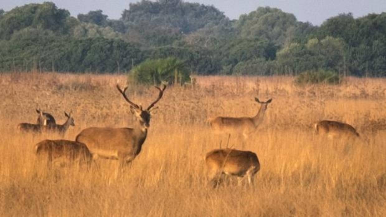 Un grupo de ciervos en el Parque Nacional de Doñana