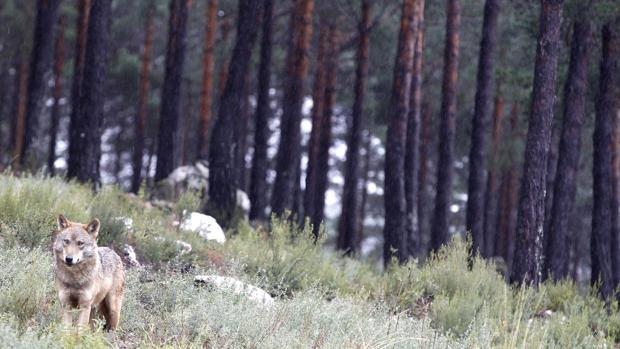 El Ayuntamiento de Villanueva del Duque hace piña contra la recuperación del lobo