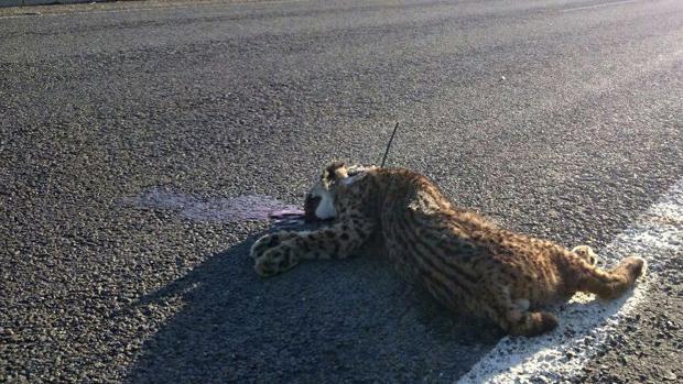 El lince ibérico y su enemigo más mortal: los atropellos