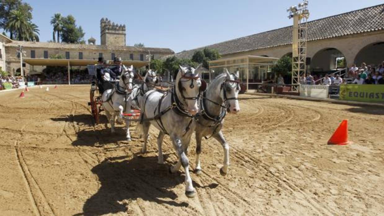 Actividades de Cabalcor el año pasado en Caballerizas Reales