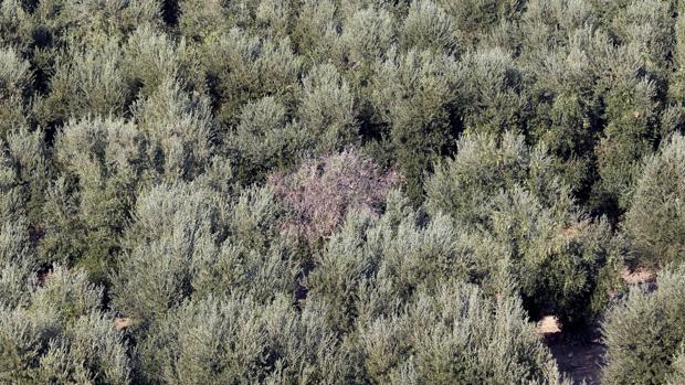 COAG y UPA hacen un llamamiento a la calma ante la aparición del primer caso de Xylella en Andalucía