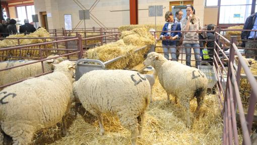 El recinto ferial de Pozoblanco acoge una nueva edicion de la Feria Agroganadera