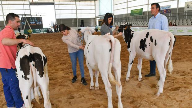 Un taller forma a ganaderos en Pozoblanco sobre el bienestar de los animales durante las competiciones