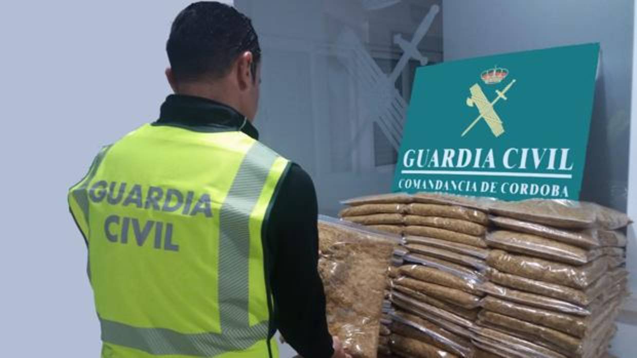 Un agente de la Guardia Civil observa la picadura de tabaco incautada