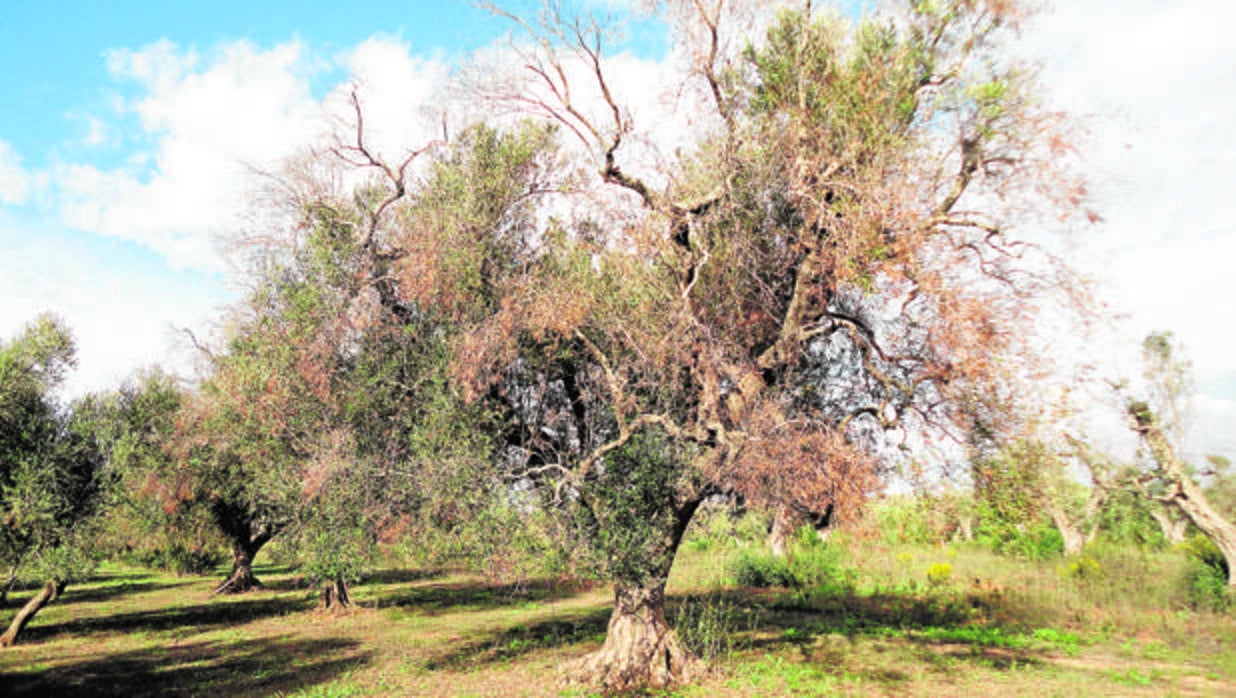 Un olivo afectado por la plaga en Italia