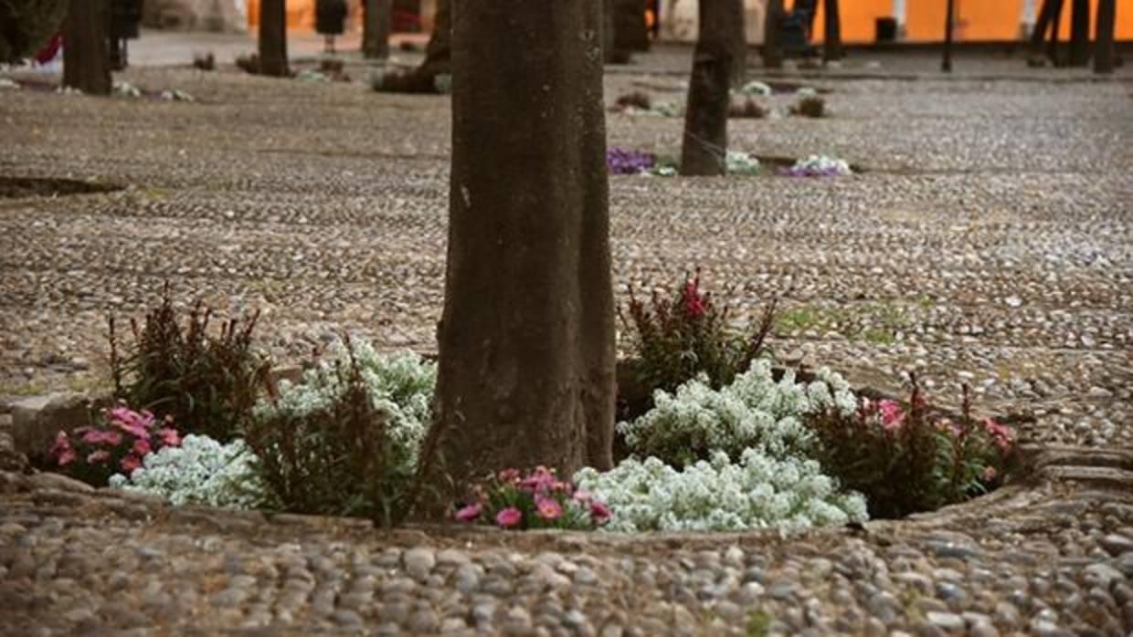 Flores en el Patio de los Naranjos se suman al Festival