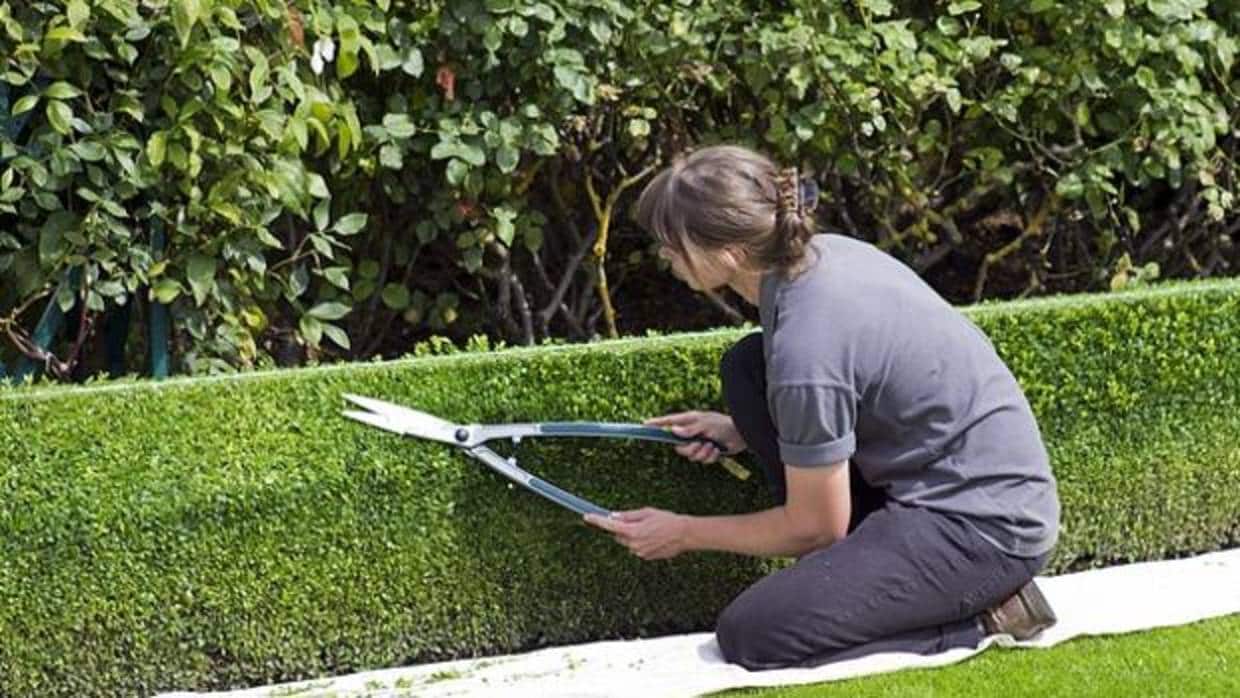 AMJA denuncia que la jardinería es uno de los sectores con mayor intrusismo laboral