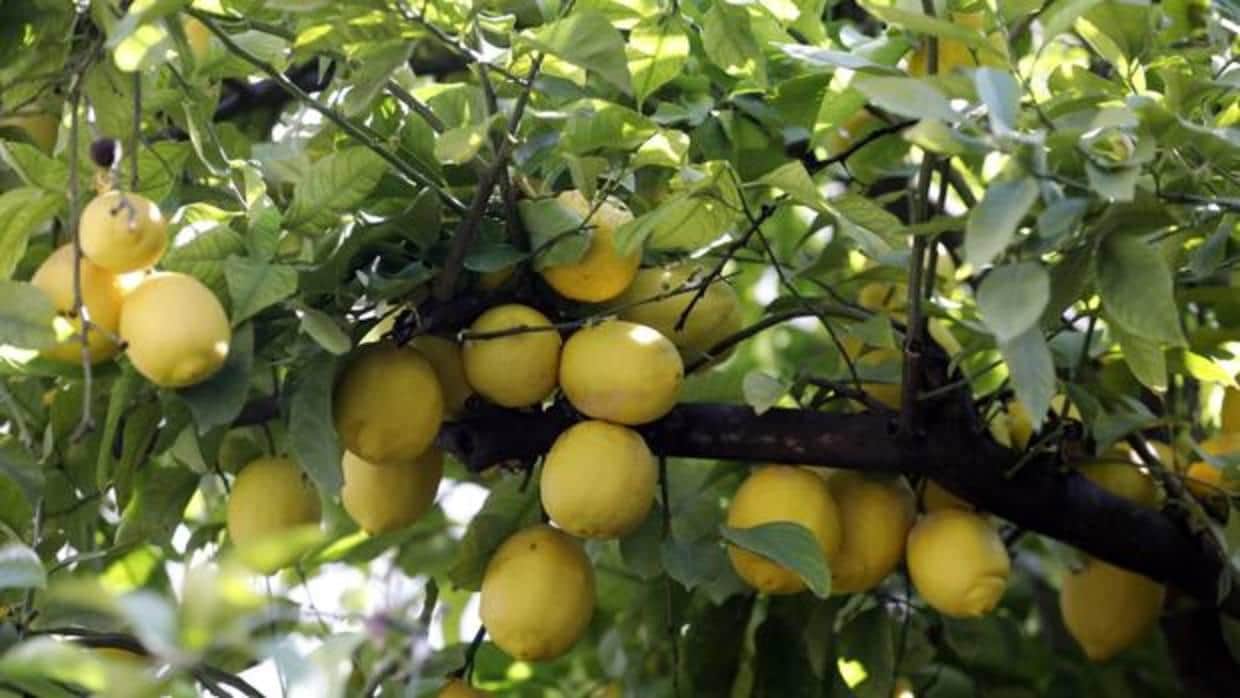 El magnífico limonero ha cumplido 160 años