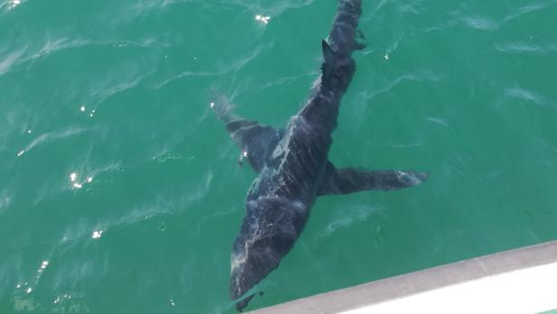 Encuentran un tiburón en el Puerto de Fuengirola