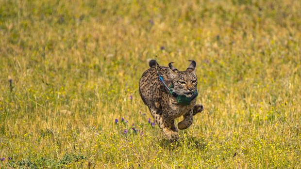 El misterioso viaje de un lince ibérico nacido en Huelva que llegó a Barcelona