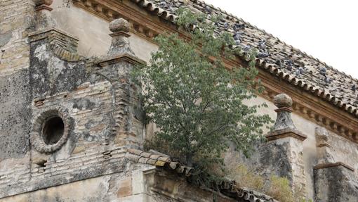 Uno de los árboles que crece en el interior del templo abandonado a su suerte
