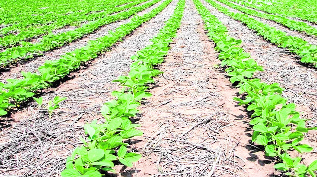 Ejemplo de agricultura de conservación