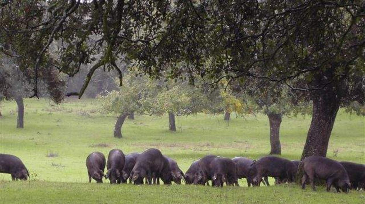 Cerdos ibéricos en Los Pedroches