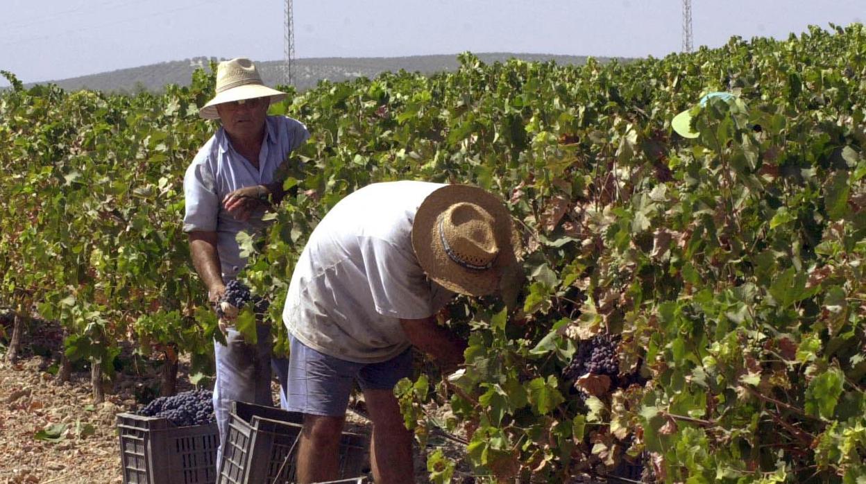 Viñedo Montilla-Moriles