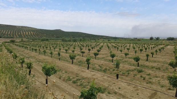 Los agricultores de Córdoba exploran un nuevo cultivo: el pistacho