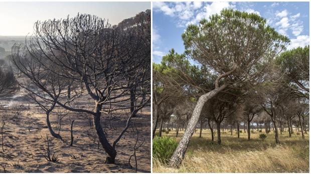 Doñana, un año después del incendio que devastó el entorno del Parque Nacional