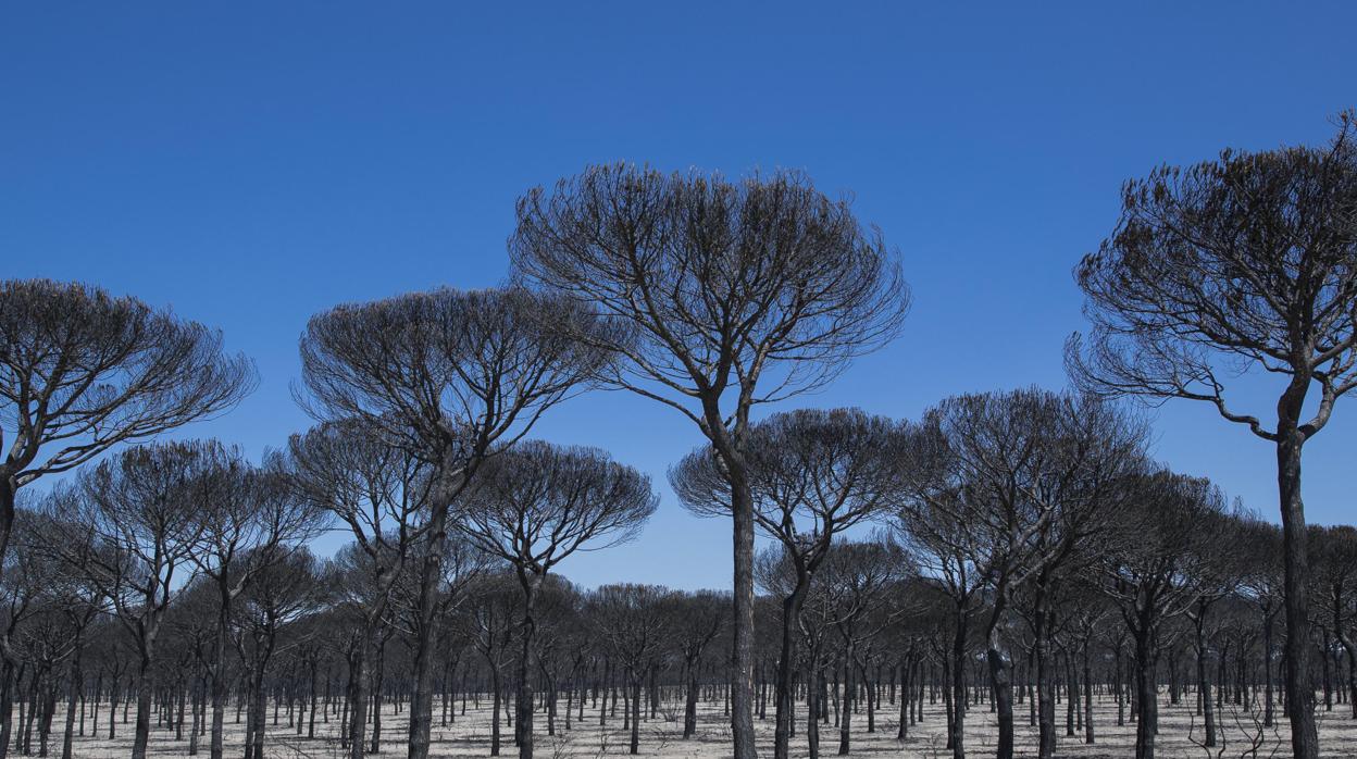 Aspecto de un pinar completamente calcinado tras el incendio del entorno de Doñana del pasado año