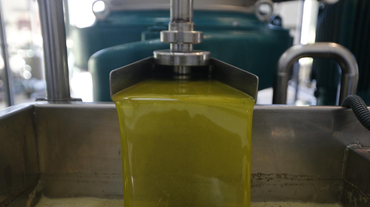 Aceite de oliva recién exprimido en una almazara de Córdoba