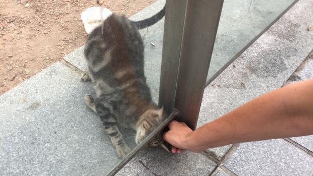 La gata liberada esta semana en el interior del Templo Romano