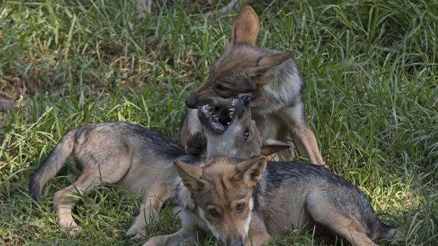 Nueve ayuntamientos de Córdoba se suman al rechazo del Plan del Lobo