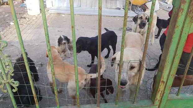 La policía investiga la existencia de un posible criadero ilegal de animales en Lucena de Córdoba