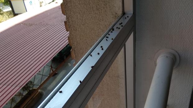 Plaga de insectos en el mayor hospital de Jaén