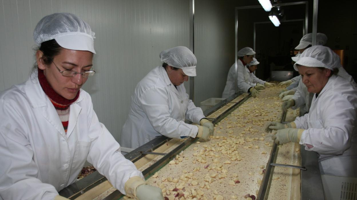 Mujeres trabajando en la agroindustria del ajo en Córdoba