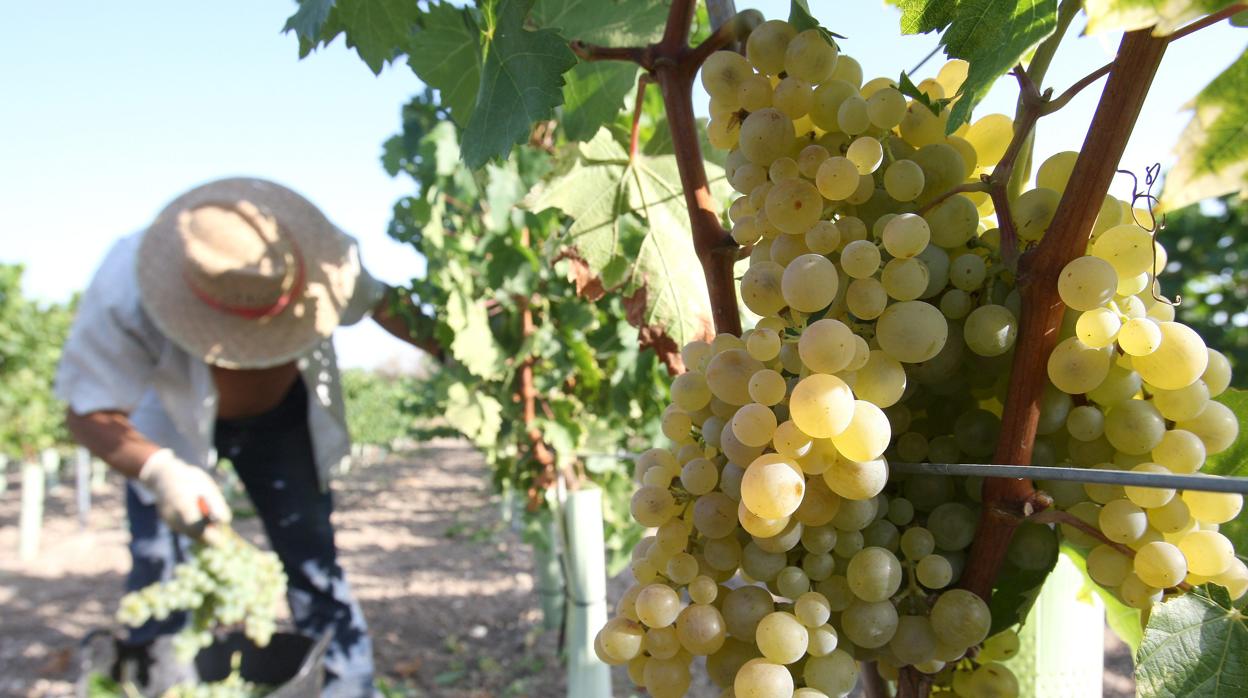 Un jornalero en la vendimia cordobesa para la DO Montilla-Moriles