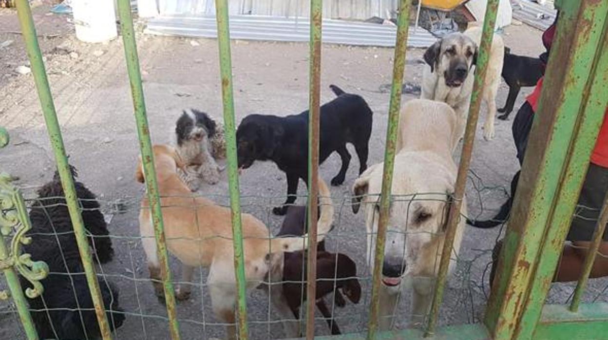 Alguinos de los perros localizados en el interior de la finca de Lucena