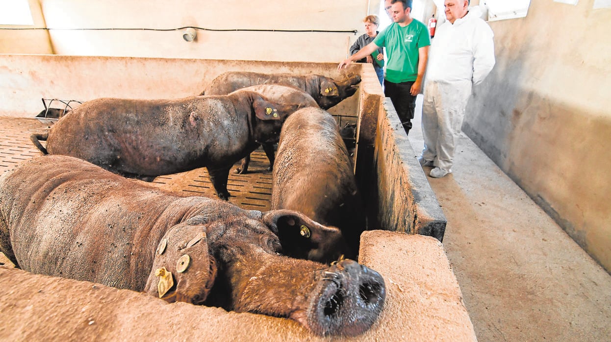 Cerdos criados en la grana La Romana