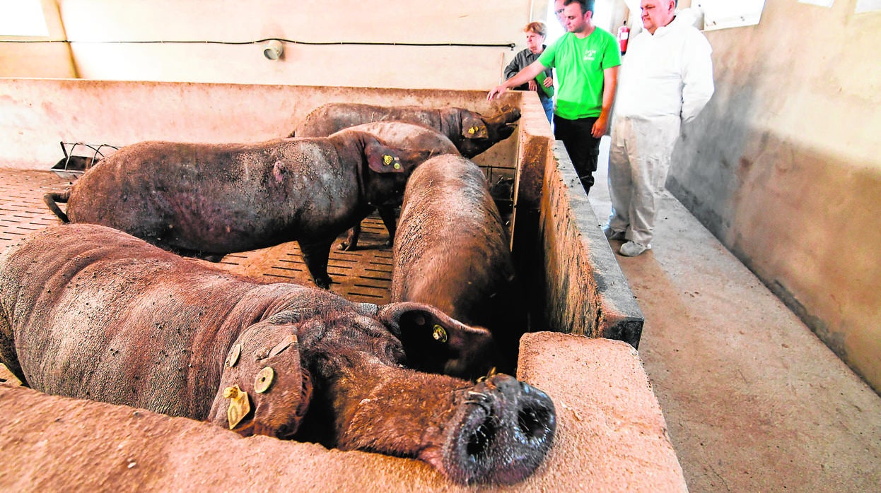 Cerdos criados en la grana La Romana