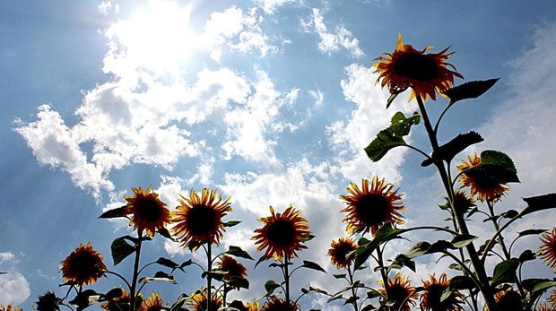 Comienza la campaña del girasol en Córdoba con una caída del 15% por la baja rentabilidad