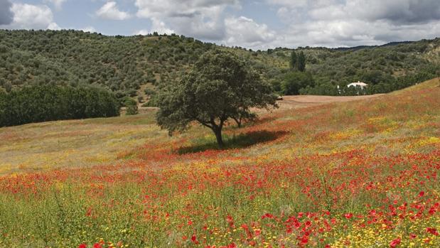 La Guardia Civil localiza a dos senderistas perdidos en la Sierra de Córdoba