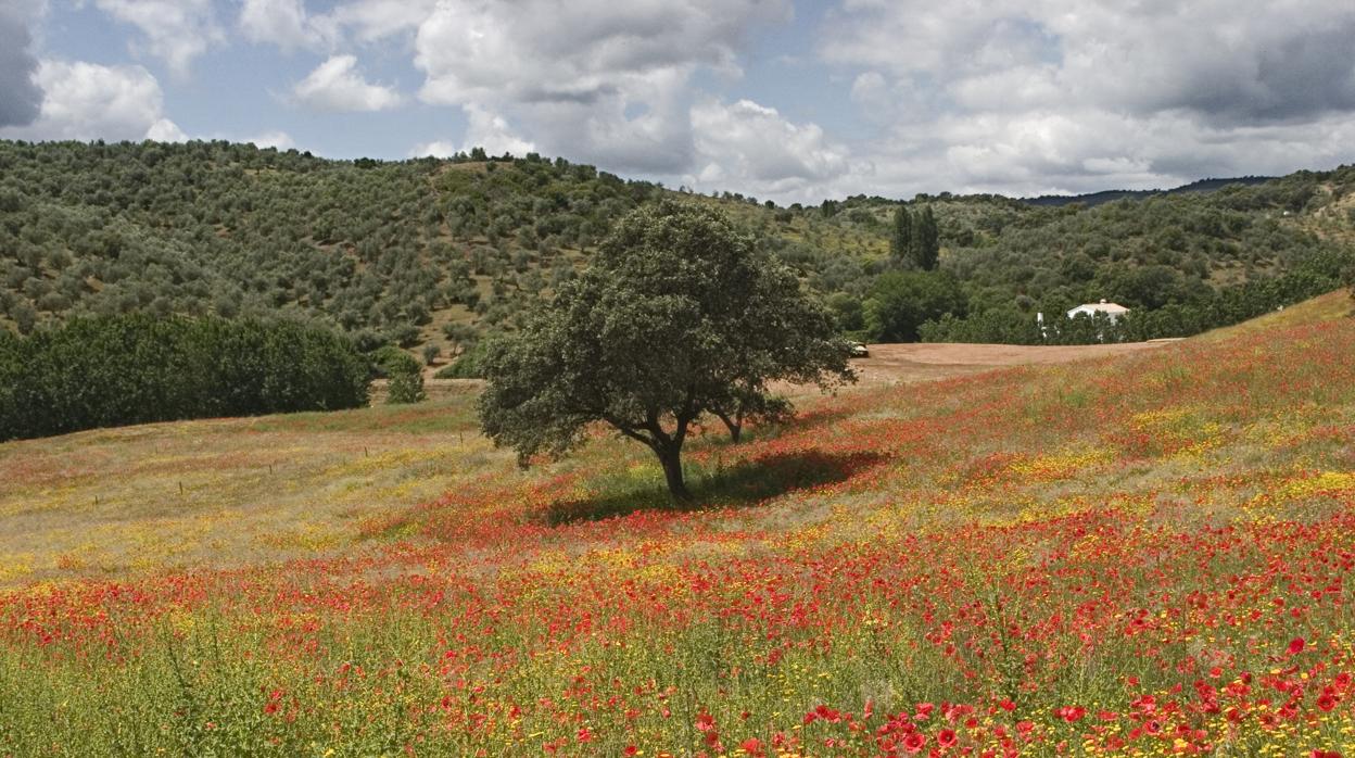 Un paraje de Sierra Morena en Córdoba