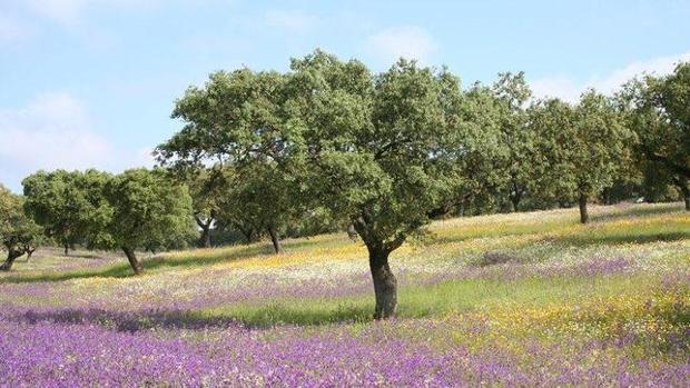 Asaja se opone a la red de senderos de Andalucía y pide arreglar los caminos