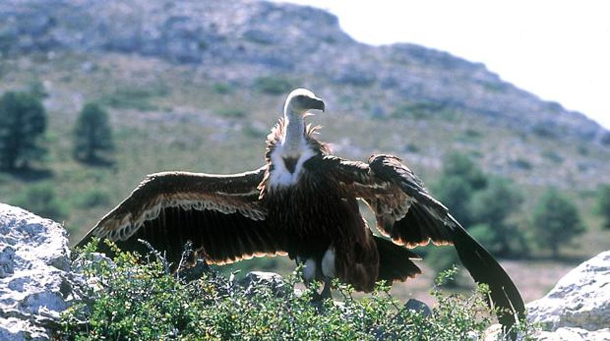 Imagen de un ejemplar de buitre leonado