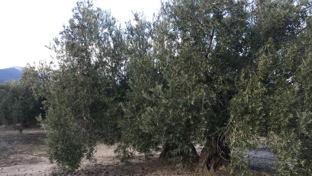 Las exportaciones de aceite de oliva casi duplican el consumo del mercado español