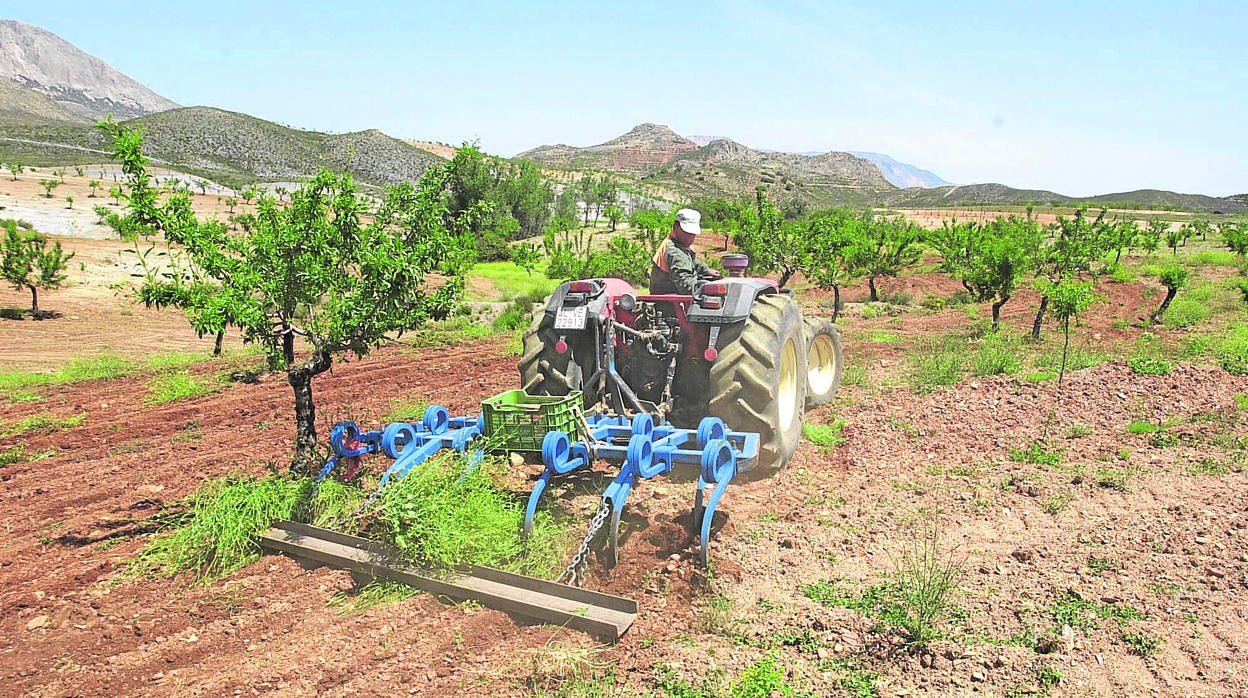 Un trabajador agrícola durante la recogida de la almendra