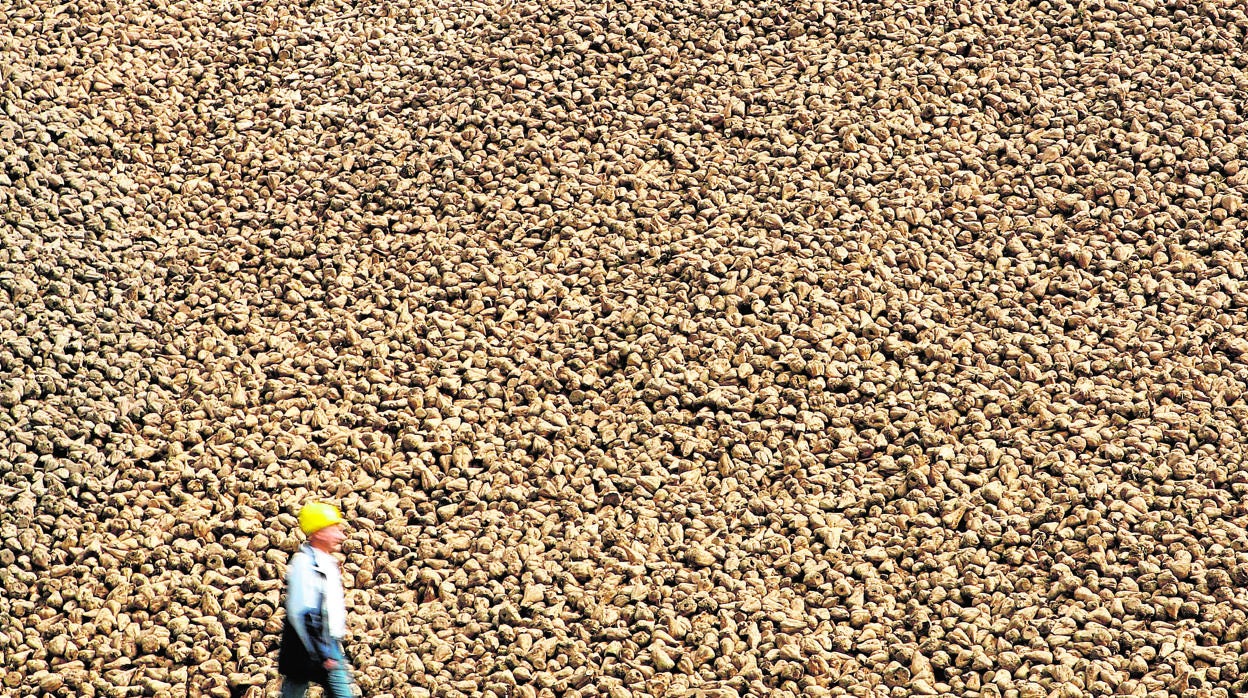 Toneladas de remolacha listas para su procesamiento en una fábrica de azúcar