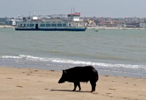 Los jabalíes de Doñana se refrescan junto a los bañistas de las costas onubenses