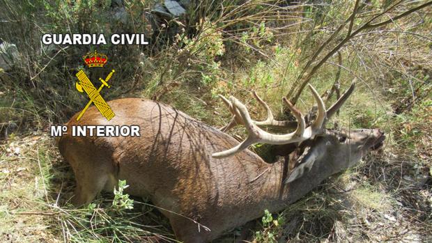 Tres investigados por abatir a un ciervo en Jaén tras romper la malla de un coto de caza para que saliera