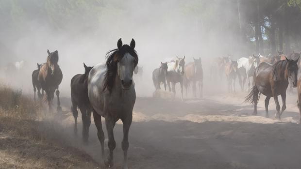 300 yeguas llegarán a Hinojos para exponerse en la feria del ganado con motivo de las fiestas patronales