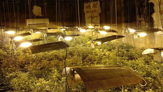 Desmantelan al principal grupo de cultivo y venta de marihuana en el poniente almeriense