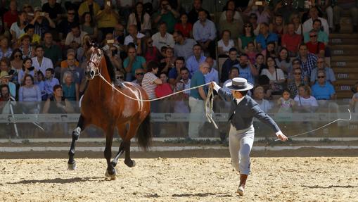 Una de las pruebas de la feria Cabalcor celebradas en Caballerizas