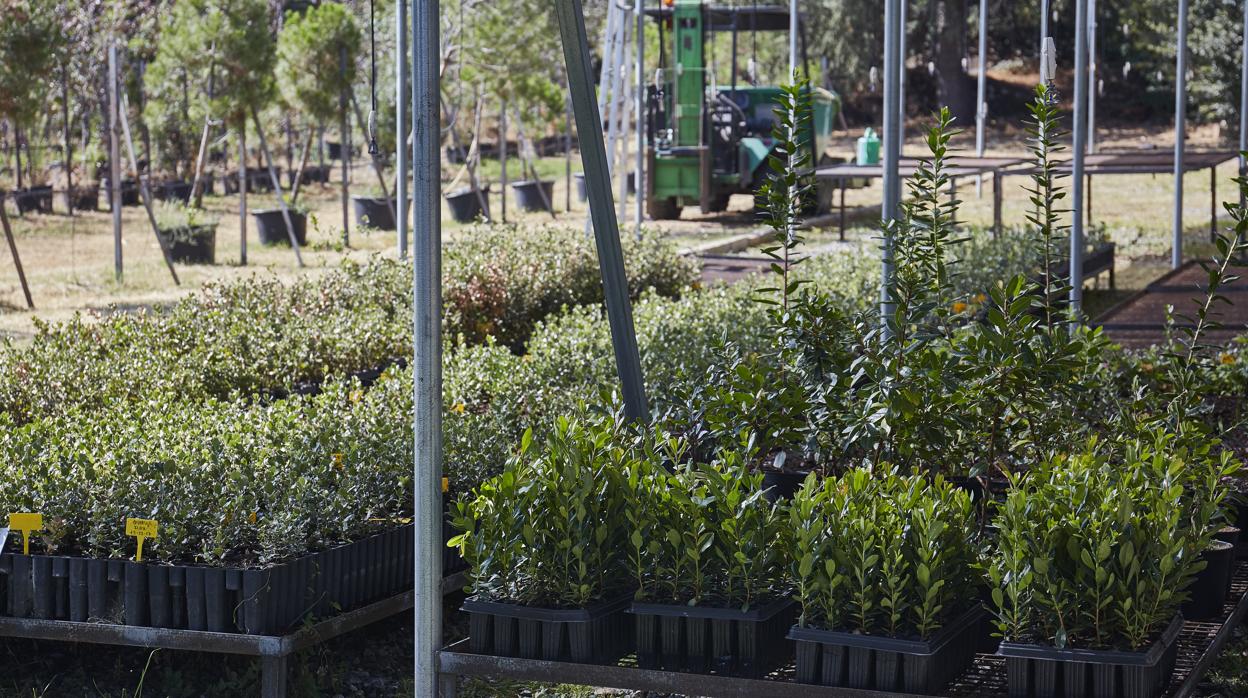 Vivero donde se crían y comercializan plantas