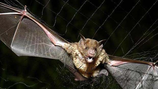 Un murciélago con rabia muerde a un joven en Huelva