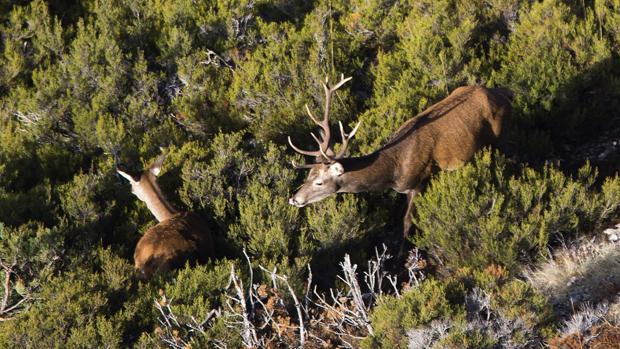 Los montes públicos sin adjudicar lastran la temporada de caza en Córdoba