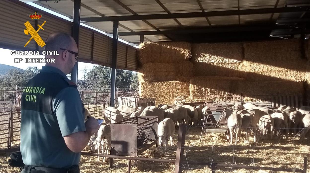 Intervención de la Guardia Civil en la finca de Valsequillo