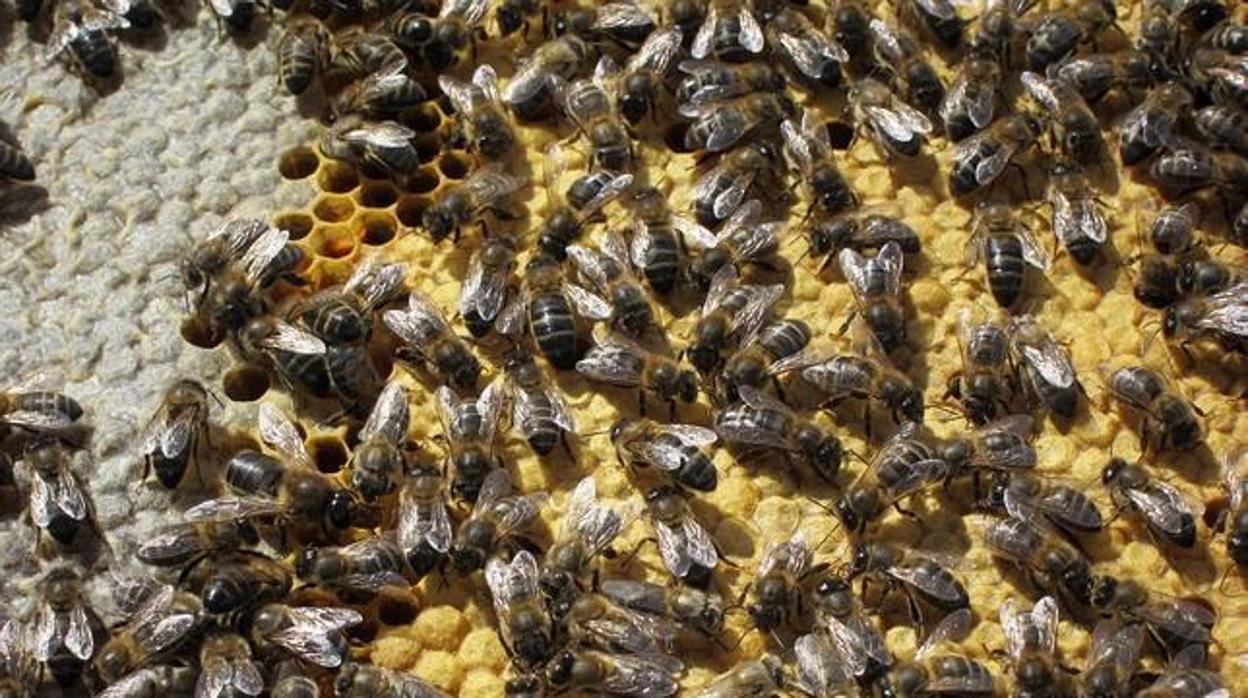 El panal de abejas estaba en la fachada de la comunidad de vecinos